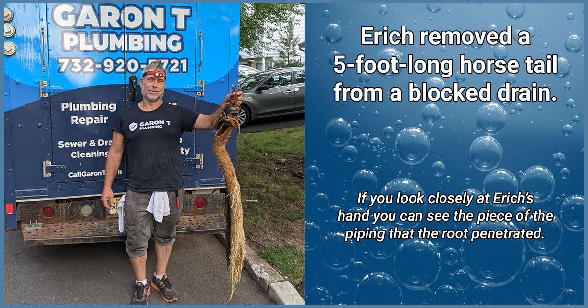 Image of a Garon T Plumbing plumber, Erich, with a 5-foot-long root that had penetrated, broken and clogged a sewer line. Roots like these are called horse tails by plumbers.