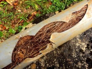 a cross-section of pipe showing root intrusion